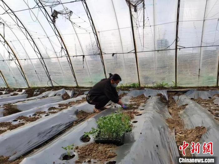 圖為內(nèi)蒙古赤峰市林西縣農(nóng)民在大棚里干活(資料圖)?！￡悤栽?攝