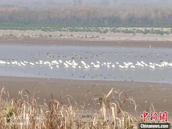 監(jiān)測(cè)技術(shù)人員在西洞庭湖觀測(cè)到的鳥(niǎo)類(lèi)。　湖南省林業(yè)局供圖