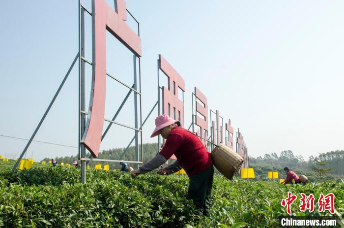 民眾在廣西靈山有機(jī)茶葉種植示范基地采茶?！〉岳顝?qiáng) 攝