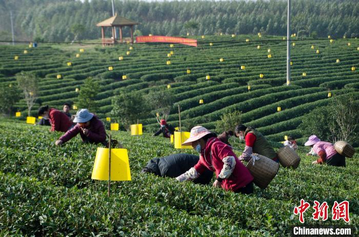 民眾在廣西靈山有機(jī)茶葉種植示范基地采茶?！〉岳顝?qiáng) 攝