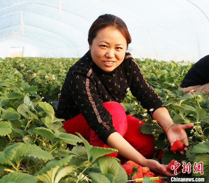 安徽省五河縣草莓大棚內(nèi)“紅顏”品種的草莓?！⒑?攝