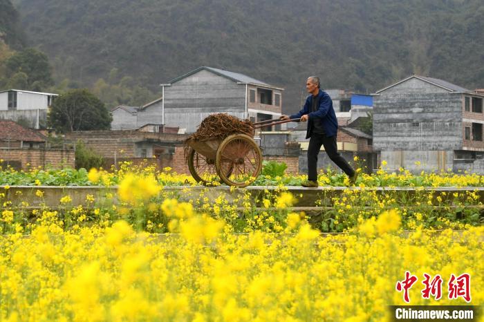 農(nóng)民在田間地頭勞作。　廖光福 攝