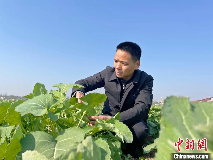 高級(jí)農(nóng)技師童中全在油菜田查看生長(zhǎng)情況。　宋梅 攝