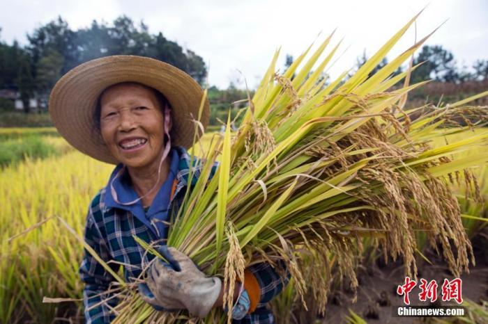 資料圖 圖為農(nóng)民喜獲豐收。劉興敏 攝