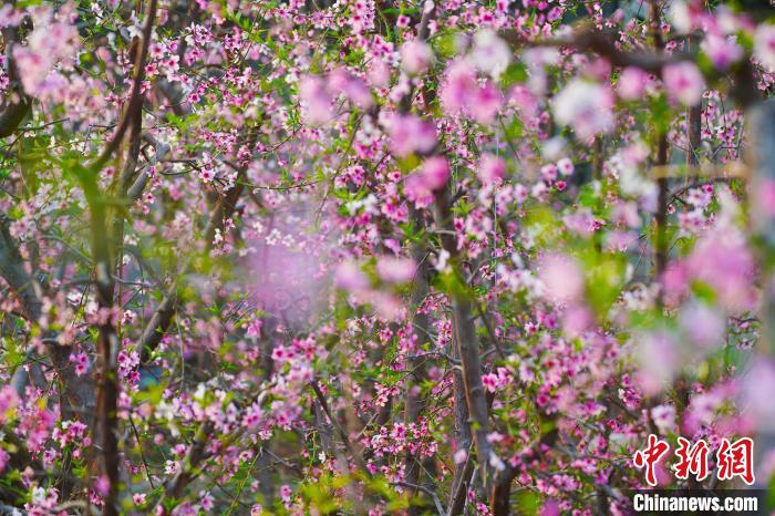 圖為盛開(kāi)的桃花。　胡國(guó)凱 攝