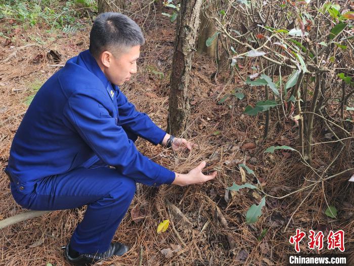 消防員對(duì)林下可燃物載量進(jìn)行勘察?！”R文鋒 攝