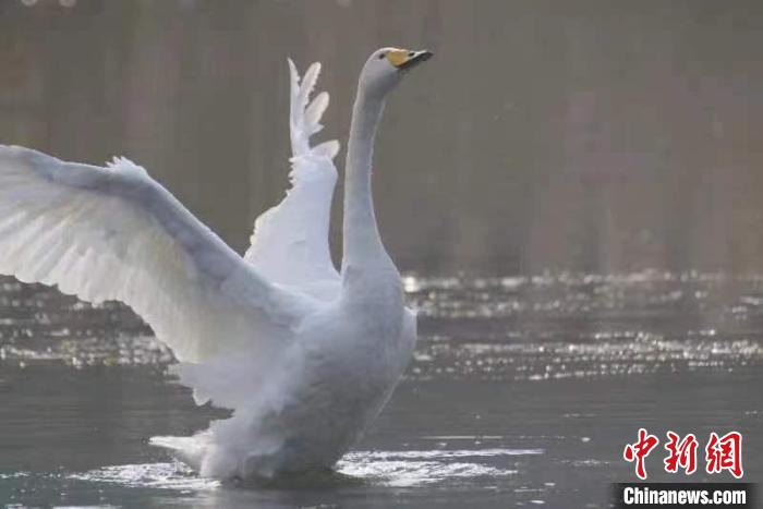 2月27日，30多只大天鵝飛臨北京市平谷區(qū)金海湖。它們在春日暖陽下的湖水中息憩。　王龍躍 攝