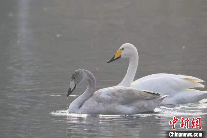2月27日，30多只大天鵝飛臨北京市平谷區(qū)金海湖。它們在春日暖陽下的湖水中息憩?！⊥觚堒S 攝