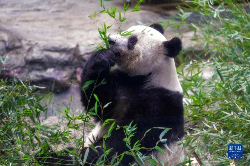 這是2月19日在日本東京上野動(dòng)物園拍攝的大熊貓“香香”。（圖源：新華社）