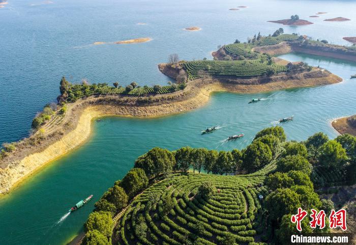 湖上茶園(航拍圖)。　王建才 攝
