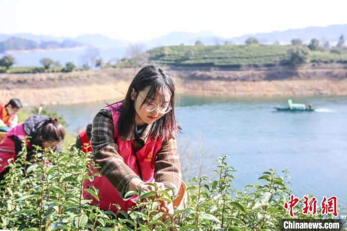 志愿者采摘千島湖茶?！⊥踅ú?攝