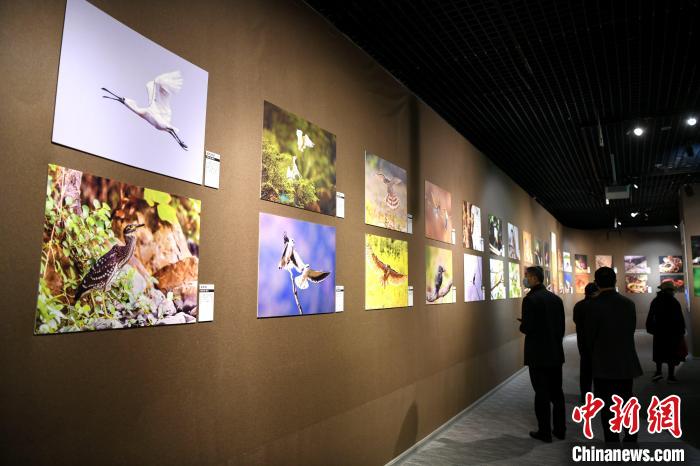 市民觀看精美的鳥類圖片展。　王東明 攝