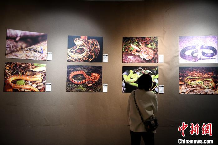 市民觀看精美的野生動物圖片展?！⊥鯑|明 攝