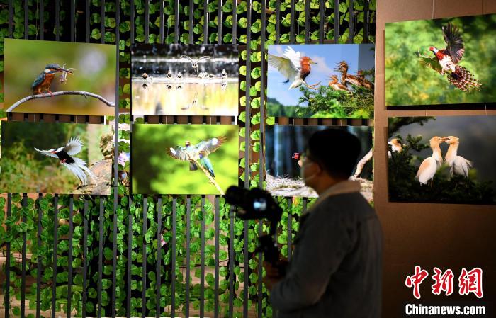 市民觀看精美的鳥類圖片展?！⊥鯑|明 攝