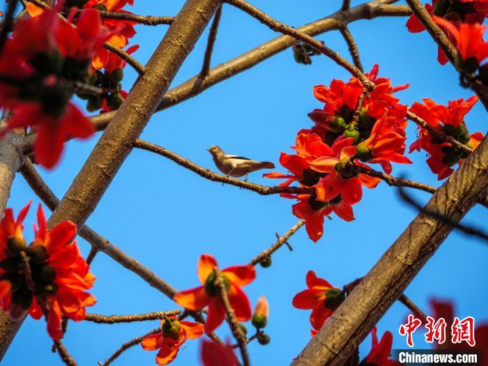 木棉花開，吸引鳥兒覓食嬉戲。　凌楠 攝