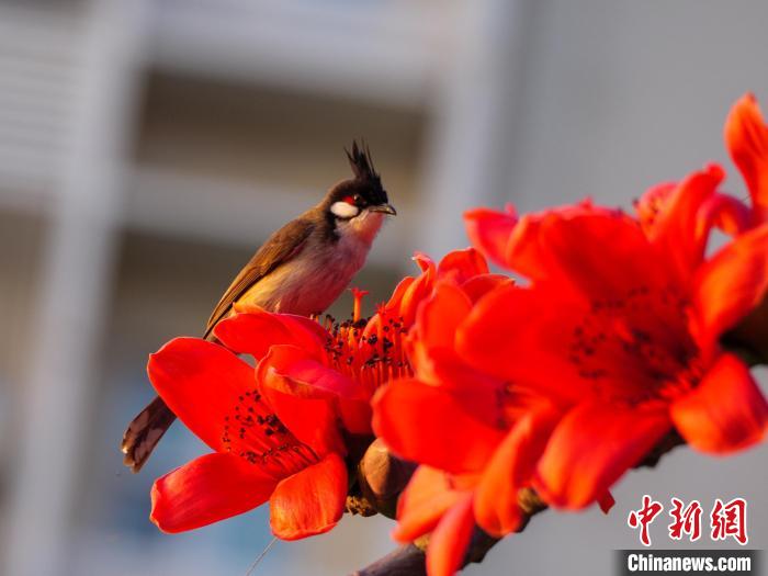 木棉花開，吸引鳥兒覓食嬉戲?！×栝?攝
