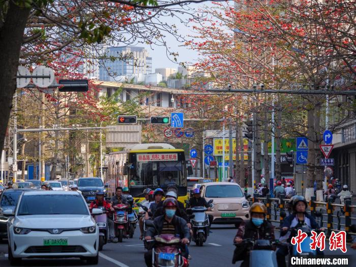 海口五指山路兩側(cè)木棉花盛開。　凌楠 攝