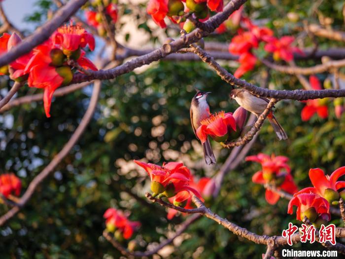 木棉花開，吸引鳥兒覓食嬉戲?！×栝?攝