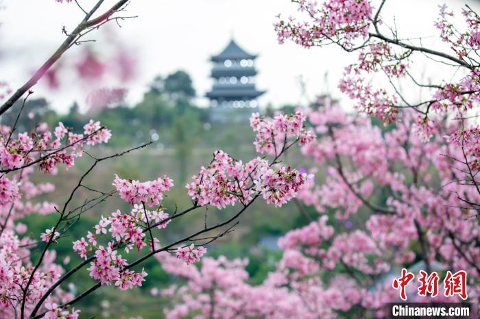 櫻花綻放春景如畫?！『喂饷?攝