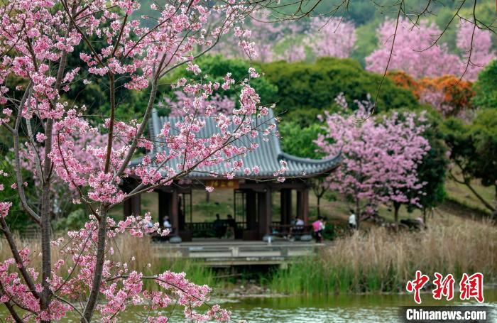 櫻花綻放春景如畫?！『喂饷?攝