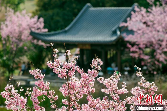 櫻花綻放，風景秀美。　何光民 攝