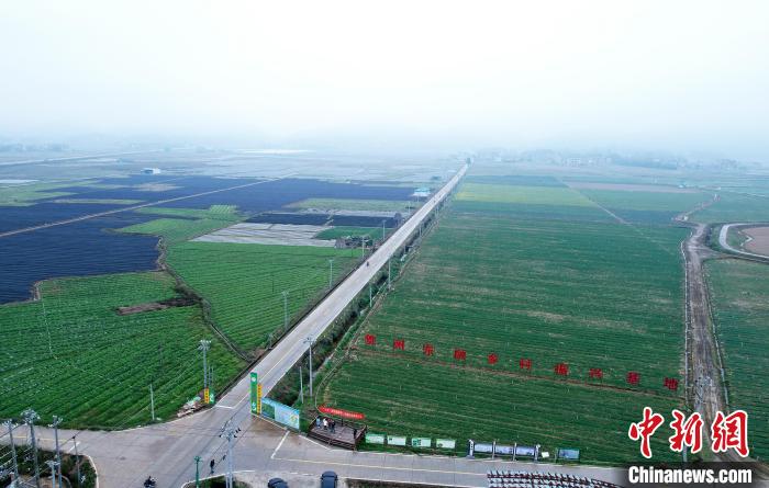 “百年菜鄉(xiāng)”廣西賀州打造粵港澳大灣區(qū)優(yōu)質“菜籃子”