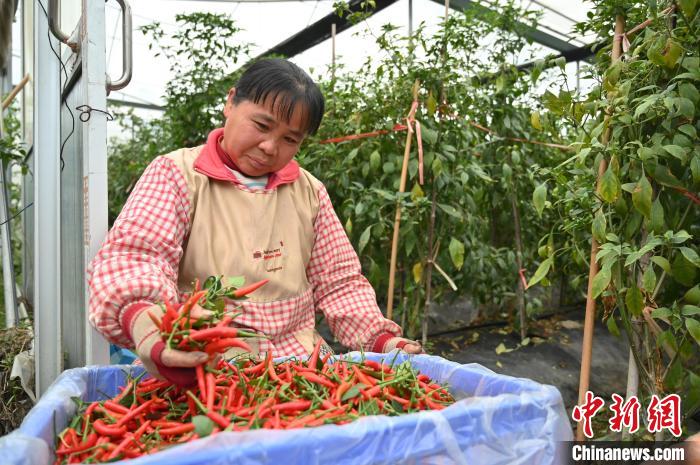 工作人員在賀州市八步區(qū)東融(供港)蔬菜基地采收辣椒?！∮峋?攝