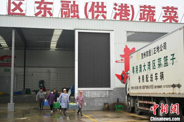 賀州市每年約有七成蔬菜供應粵港澳大灣區(qū)市場。圖為菜農(nóng)們在轉運各類蔬菜?！∮峋?攝