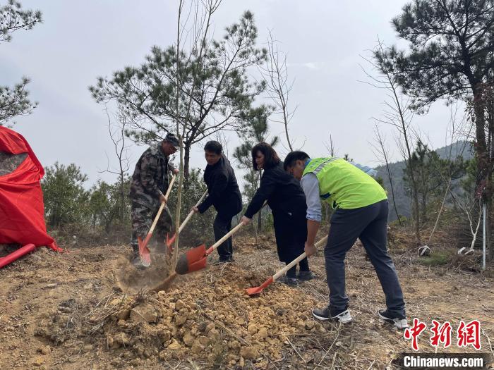 “樟臺青年林”植樹活動現(xiàn)場?！∮捞┛h委臺港澳辦 供圖
