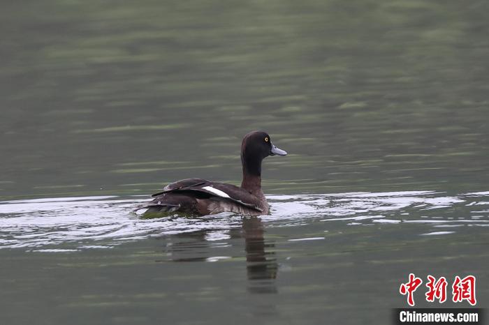 圖為鳳頭潛鴨在水中嬉戲?！⌒?攝