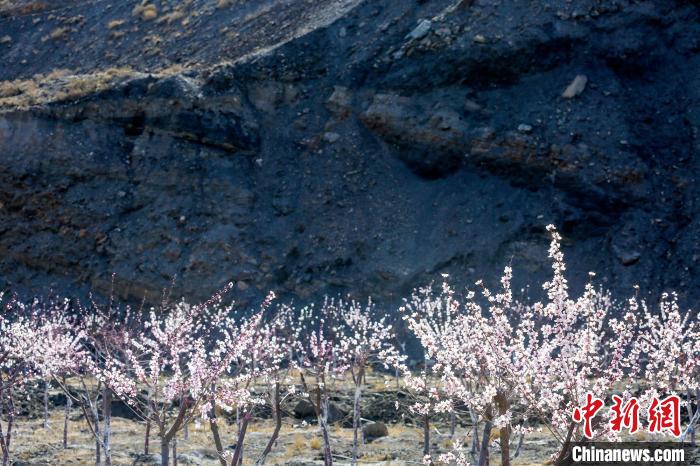 賀蘭山下盛開的山桃花?！≠囀?攝