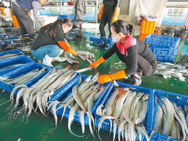 圖為現(xiàn)撈白帶魚(yú)。（本報(bào)資料照片）.jpg