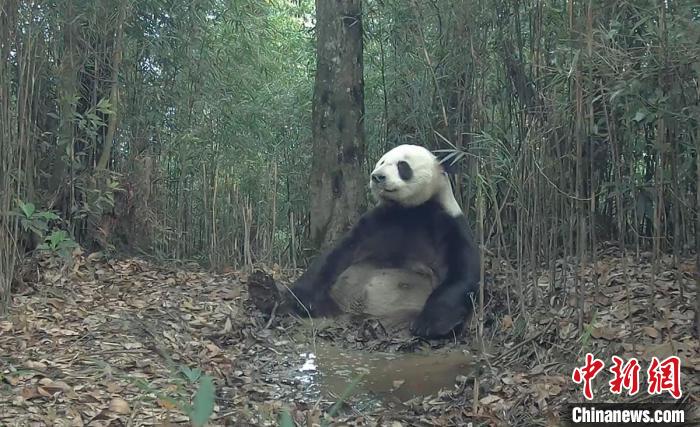 大熊貓國家公園四川滎經片區(qū)現多種野生動物
