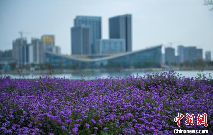 東安湖體育公園一角?！⒅铱?攝