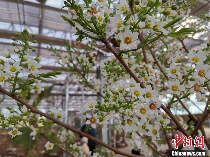 圖為林西縣種植的文冠樹。　楊玉婷供圖