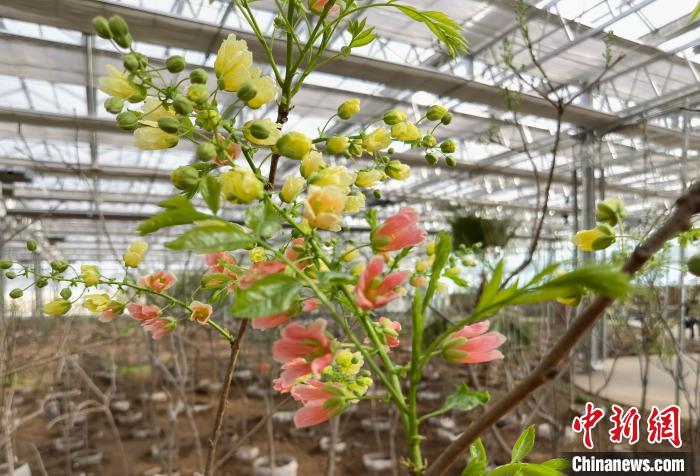 圖為林西縣種植的文冠樹?！钣矜霉﹫D