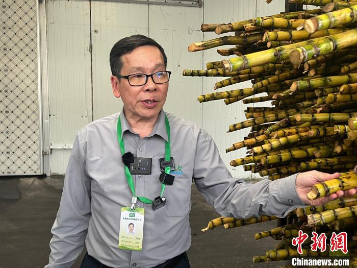 陳藤楠介紹如何鑒定剛剛收購(gòu)來(lái)的甘蔗品質(zhì)。　路梅 攝