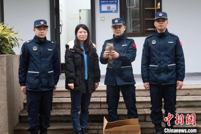 福州海警救助國家二級重點(diǎn)保護(hù)動(dòng)物灰臉鵟鷹
