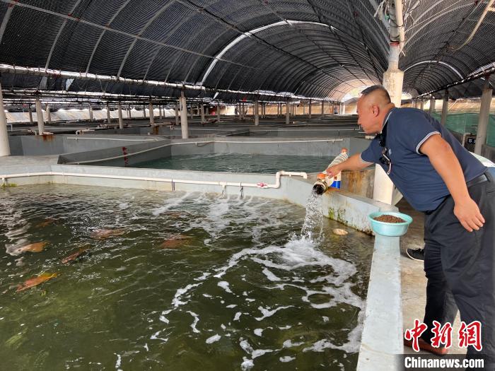 洪宜展在漁場內(nèi)照料種魚?！÷访?攝