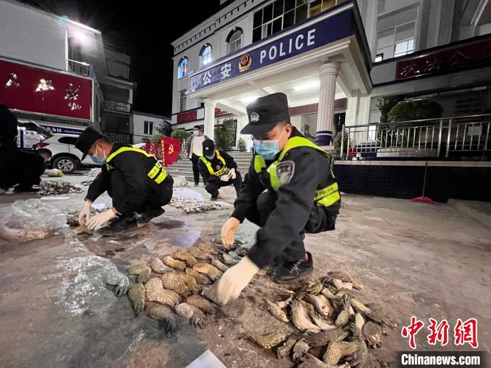 圖為移民管理警察對鱷魚爪進(jìn)行清點(diǎn)查驗(yàn)?！∴嚩赜?攝