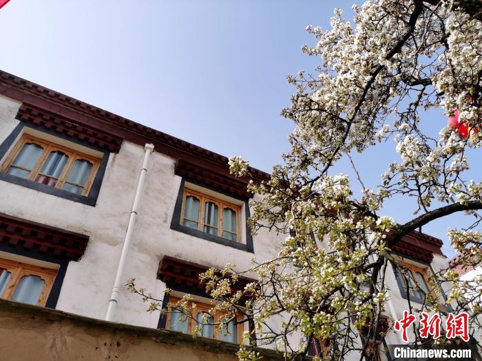 圖為尖扎縣坎布拉噶達(dá)莊園內(nèi)的梨花?！?zhí)砀?攝