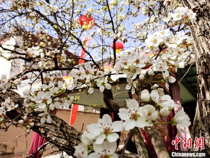 圖為尖扎縣坎布拉噶達(dá)莊園內(nèi)的梨花?！?zhí)砀?攝