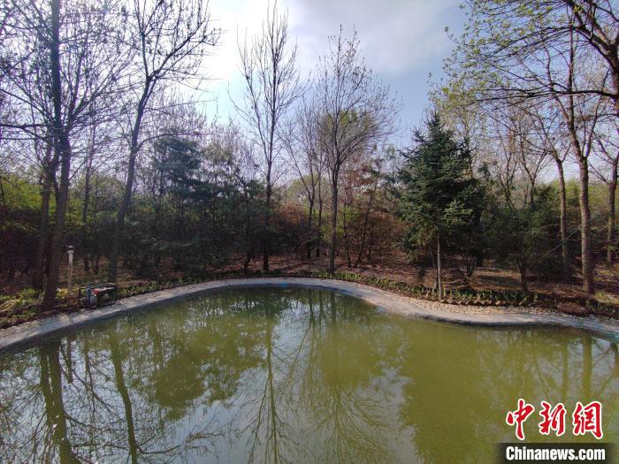 圖為馮樹(shù)文自建的小水池，以方便鷺鳥(niǎo)飲水。　高雨晴 攝