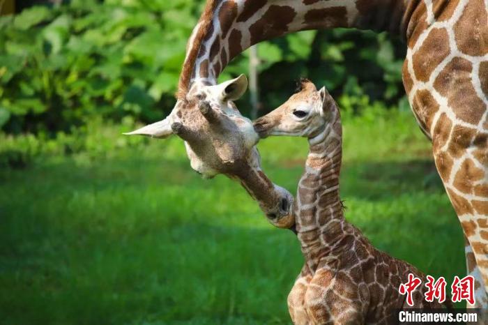 廣州動(dòng)物園長(zhǎng)頸鹿館迎新成員出生身高達(dá)1.9米