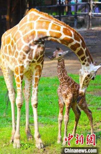 長(zhǎng)頸鹿寶寶一出生身高就達(dá)1.9米 廣州動(dòng)物園 供圖