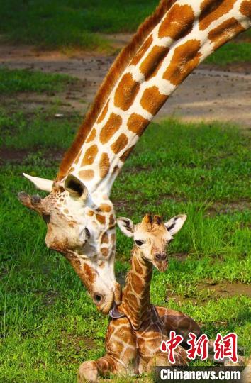 長(zhǎng)頸鹿寶寶迎來(lái)“滿周” 廣州動(dòng)物園 供圖