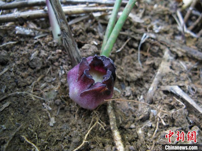 圖為卵藥蜘蛛抱蛋花。　黃俞淞 攝