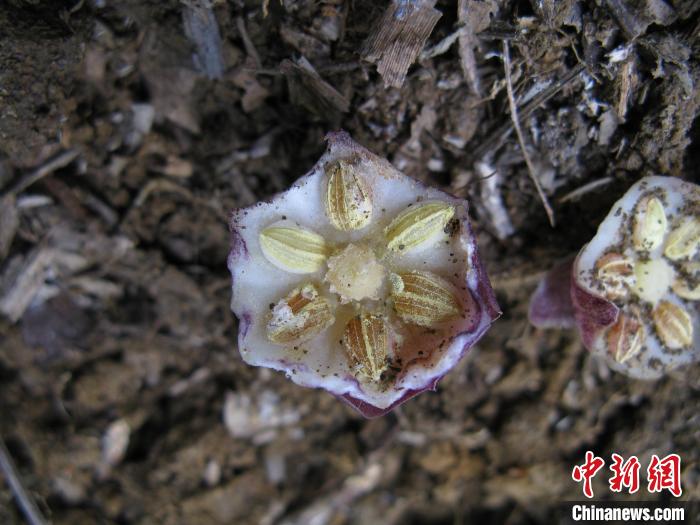 圖為卵藥蜘蛛抱蛋花內(nèi)部結(jié)構(gòu)?！↑S俞淞 攝