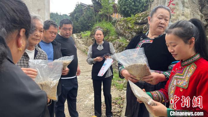 圖為張國丹在進行選品。　徐華 攝