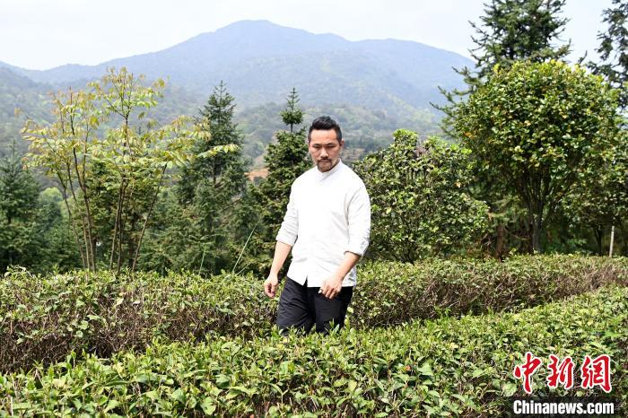 陳耘嘉查看茶葉生長(zhǎng)情況?！埥鸫?攝